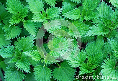 Young shoots of nettle Stock Photo