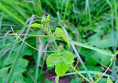 Young shoots of Passiflora foetida L. With tendril. Stock Photo