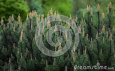 Young shoots of pine Stock Photo