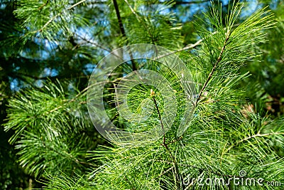 Young shoots on white pine Pinus strobus with long green needles Stock Photo