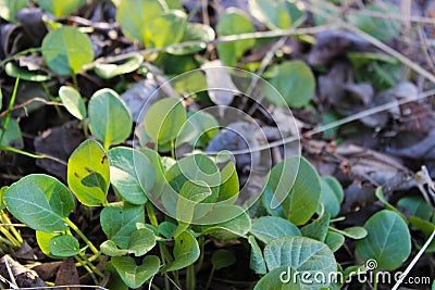 Young shoots of Wintergreen rotundifolia closeup in the spring. Stock Photo