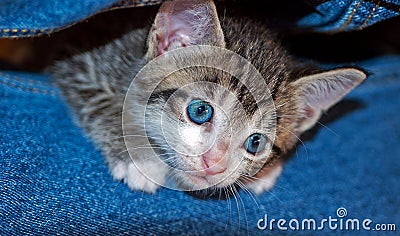 Young Tabby Kitten Peeking Out From Blue Denim Stock Photo