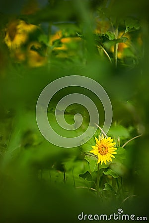 A young short sunflower tree Stock Photo