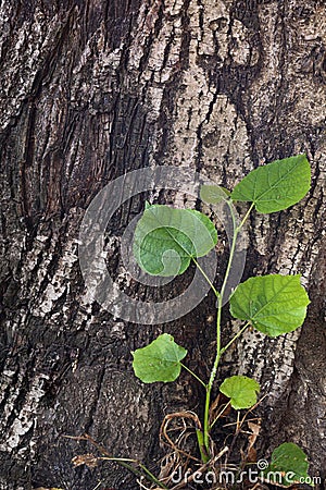 Young shot near an old tree trunk. The concept of succession of generations. Stock Photo