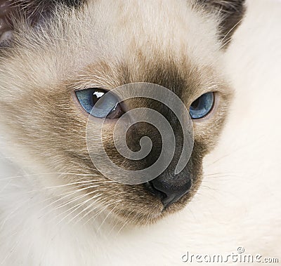 Young Siamese Stock Photo