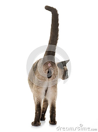 Young siamese cat Stock Photo