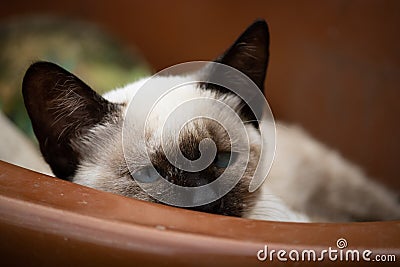 A young siamese cat resting in a porcelain basin Stock Photo