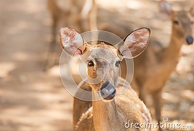 Young siamese eld deer , Thamin, brow antlered deer Cervus eldi Siamensis Stock Photo
