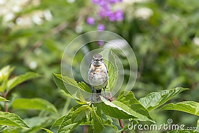 Young Siberian Stonechat in summer plateau Stock Photo