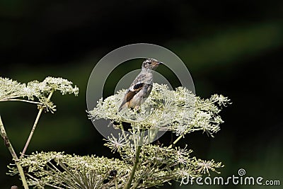 Young Siberian Stonechat on the white flower in summer plateau Stock Photo