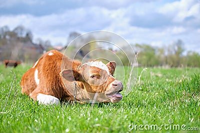 Young sick of thirsty calf resting on green pasture grass on summer day. Feeding of cattle on farm grassland Stock Photo