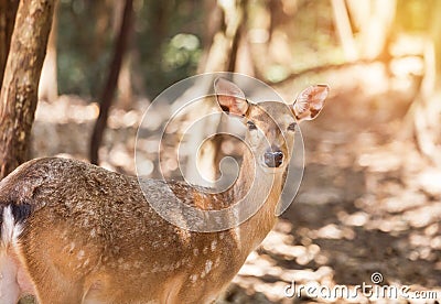 Young sika deers or spotted deers or Japanese deers Cervus nippon Stock Photo