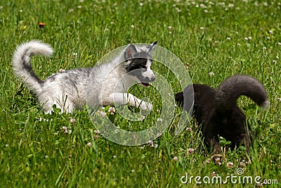 Young Silver Fox and Marble Fox (Vulpes vulpes) Play in the Gras Stock Photo