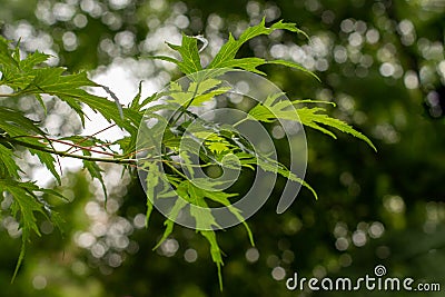 Young silver maple foliage natural background, Acer saccharum. Deciduous deciduous tree branch Stock Photo