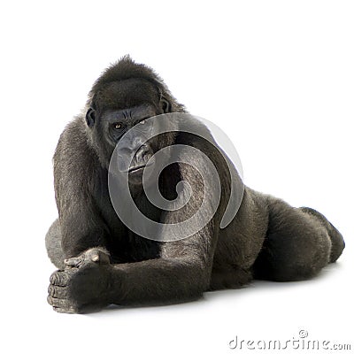 Young Silverback Gorilla Stock Photo