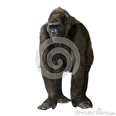 Young Silverback Gorilla Stock Photo