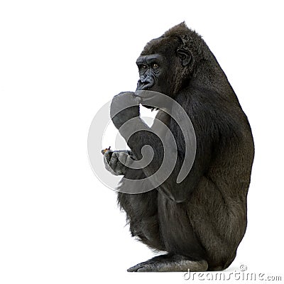 Young Silverback Gorilla Stock Photo