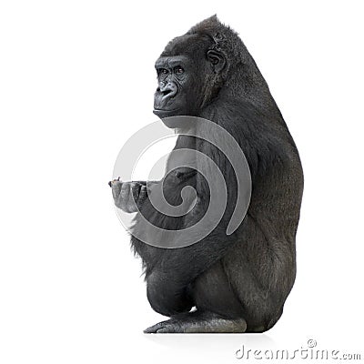 Young Silverback Gorilla Stock Photo