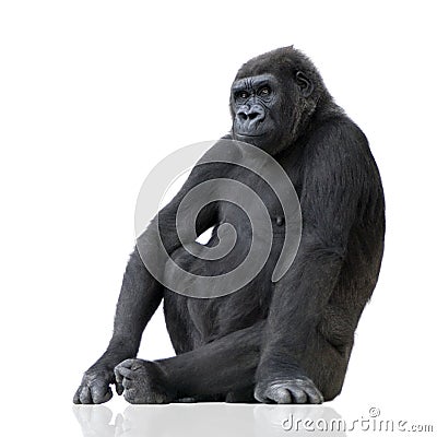 Young Silverback Gorilla Stock Photo