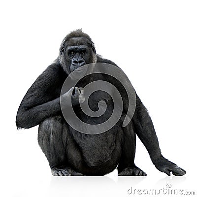 Young Silverback Gorilla Stock Photo