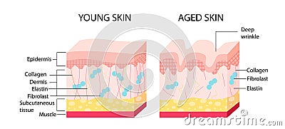 Young skin aging vector concept Vector Illustration