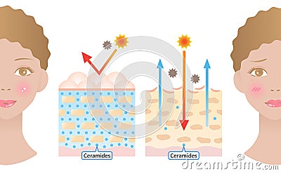 Young skin contains ceramides that produce moist appearance, aged skin has fewer ceramides that lead to damaged skin barrier. Vector Illustration