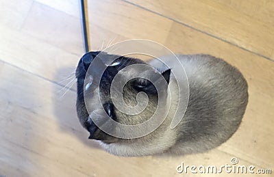 Young sleek haired cat, Siam oriental group Stock Photo