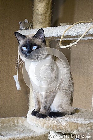 Young sleek haired cat, Siam oriental group on a cat complex Stock Photo