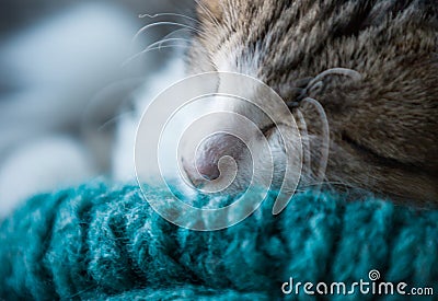 Young sleeps cat Stock Photo