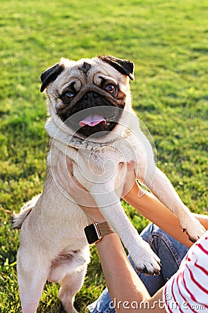 Young small breed dog with funny brown and black stains on face. Portrait of cute happy pug domestic doggy outdoors, walk in park. Stock Photo