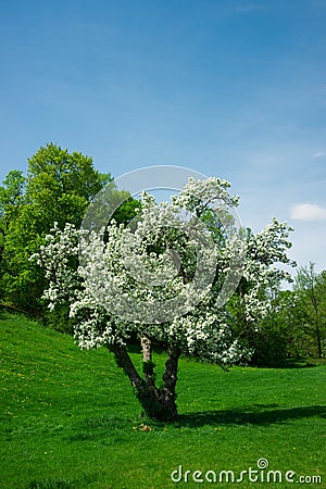 Young, Small Cerry Tree in Full White Bloom Stock Photo