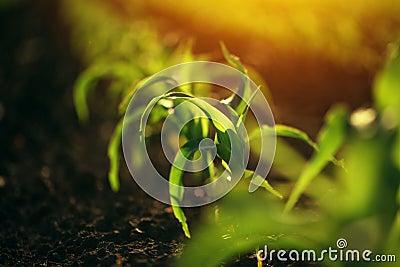 Young small corn plant seedlings in soil Stock Photo
