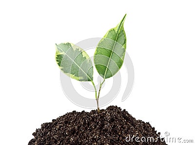 Young small green plant Stock Photo