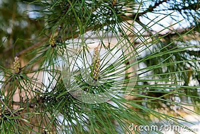 Young small needles and green cones grow on spruce and pine among green needles Stock Photo