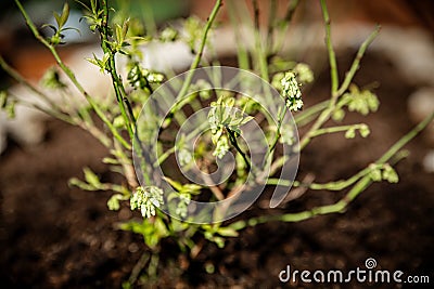 Young and small Vaccinium corymbosum blueberry plant growing up Stock Photo