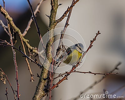 Young small yellow chickadee bird on apricot tree in winter cold sunny day Stock Photo