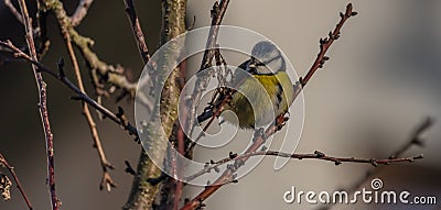 Young small yellow chickadee bird on apricot tree in winter cold sunny day Stock Photo