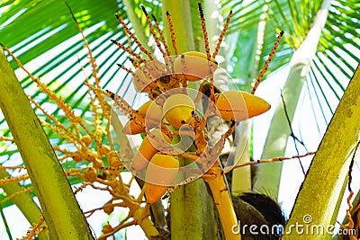 Young small yellow coconuts grow on a tree Stock Photo