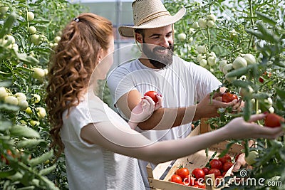 Young smiling agriculture woman worker harvesting tomatoes in greenhouse. Stock Photo