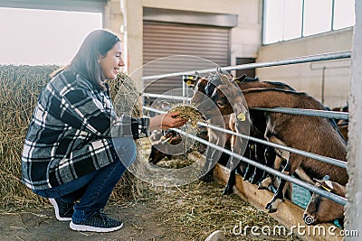 Young smiling woman feeding goats over fence with hay Stock Photo