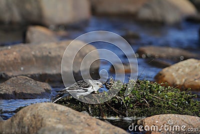 Young snow bunting Plectrophenax nivalis perching on a willow over water foraging for food Stock Photo