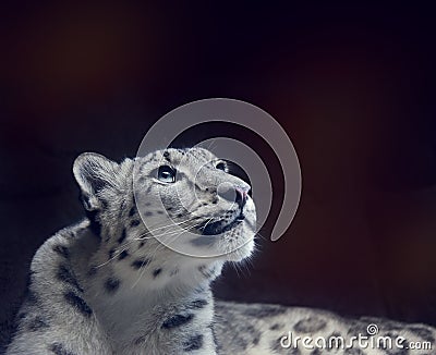 Young Snow leopard portrait on dark background Stock Photo