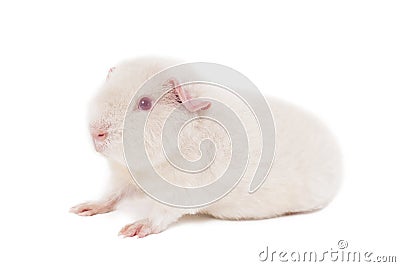 Young snow-white guinea pig albino of a breed of teddy sitting in a half-turn head to the left Stock Photo