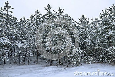 Young snowy pine forest in winter. White season background Stock Photo