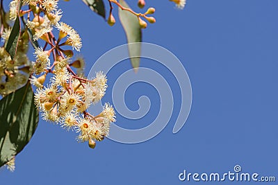 Young Soap mallee Eucalyptus diversifolia flowers on a blue sky background, California Stock Photo
