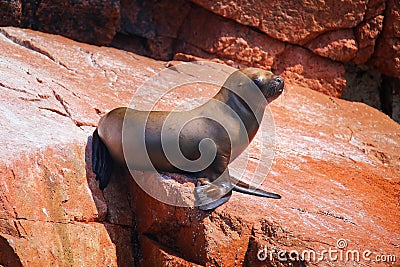 Young South American sea lion in Ballestas islands Reserve in Pe Stock Photo