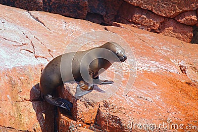 Young South American sea lion in Ballestas islands Reserve in Pe Stock Photo