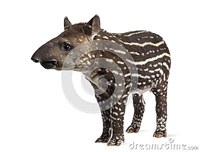 Young South american tapir, isolated, 41 days old Stock Photo
