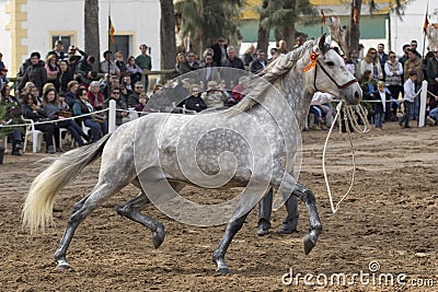 Young spanish horse trotting in a show Editorial Stock Photo