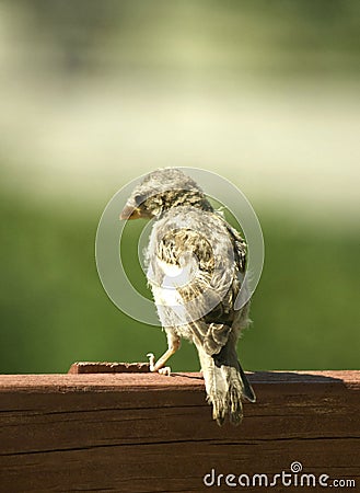 A Young Sparrow Awaits Food From Parents Stock Photo